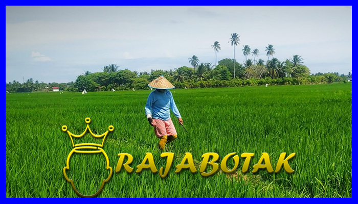 Petani Desa Terpencil Sekali Panen Dapat Setengah Miliar