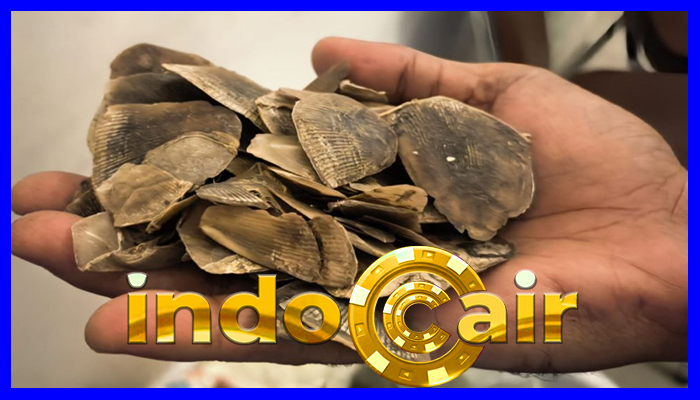 Polisi Ungkap Perdagangan Ilegal Sisik Trenggiling Di Riau